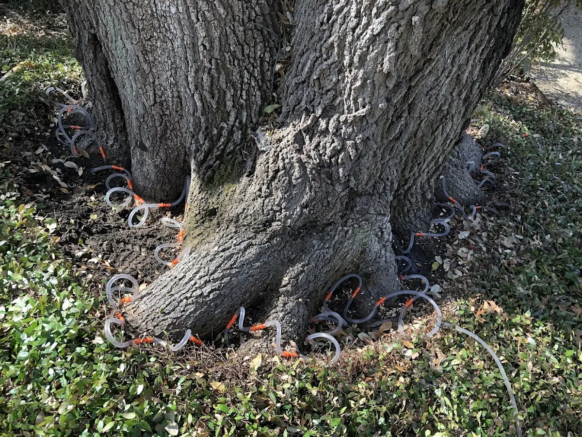 Detailed Tree Cabling and Bracing job site in Seal Harbor